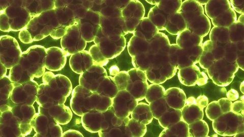 How Bacterial Biofilms' Make Curious Crinkles