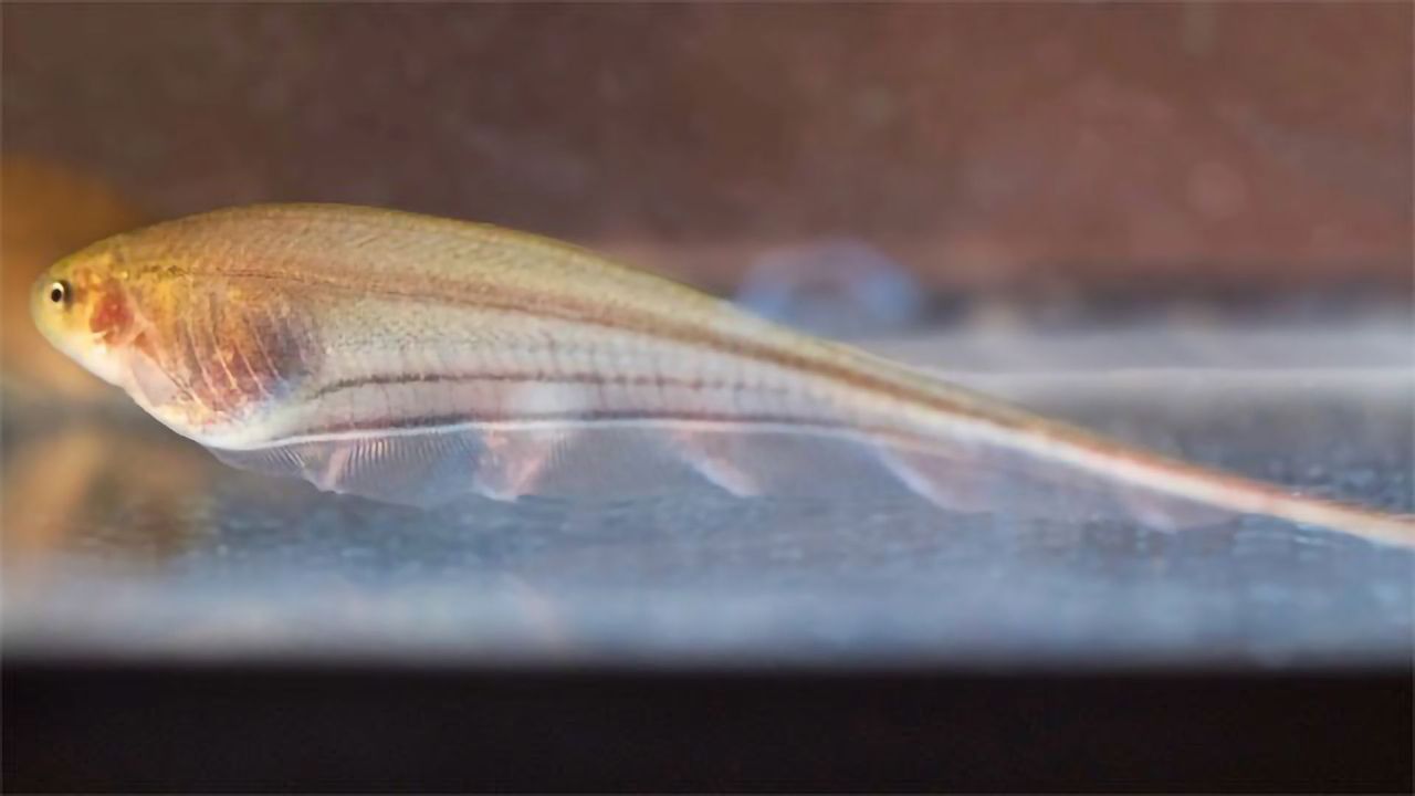 "Frankenfish" Simulations Explore Brain Swapping
