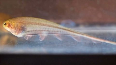 "Frankenfish" Simulations Explore Brain Swapping