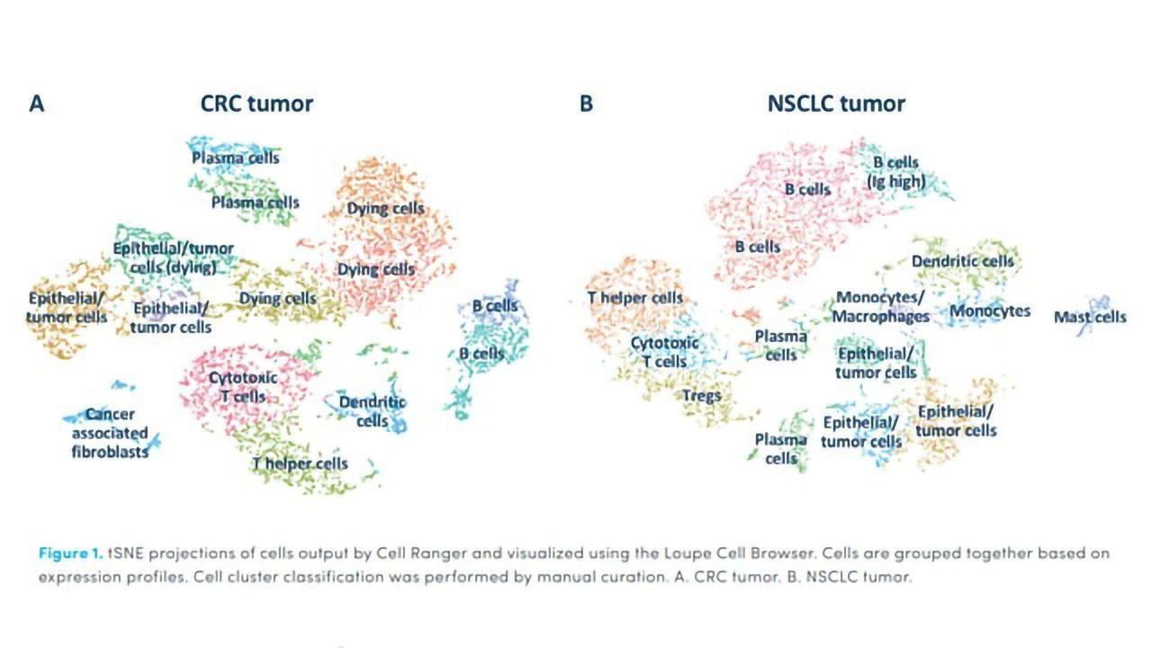 Characterization of the Tumor Microenvironment