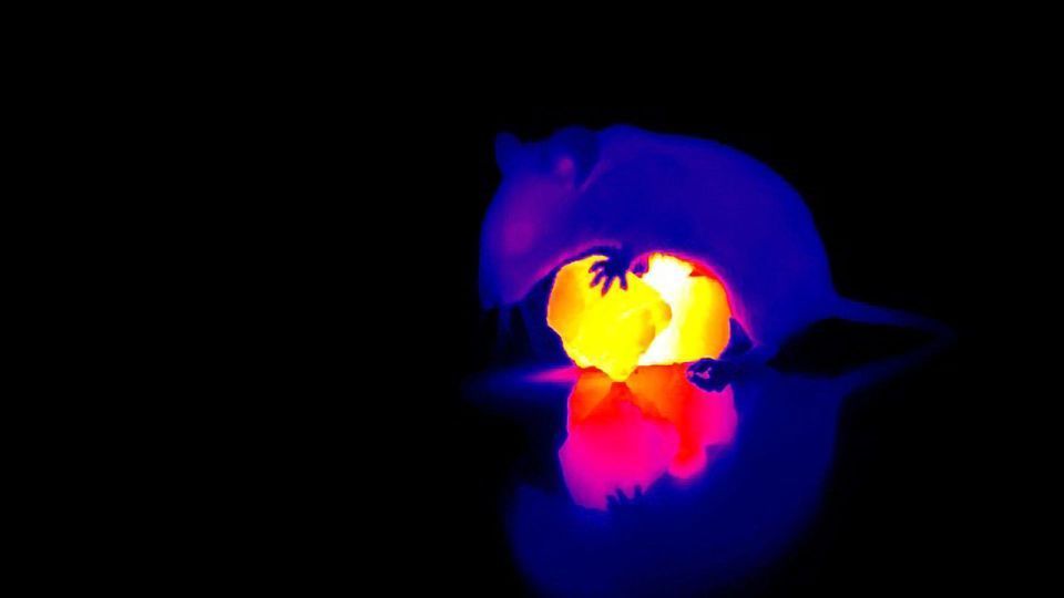 Neuroscientists Have Made an Unexpected Discovery About the way Mice Perceive Warming Sensations content piece image