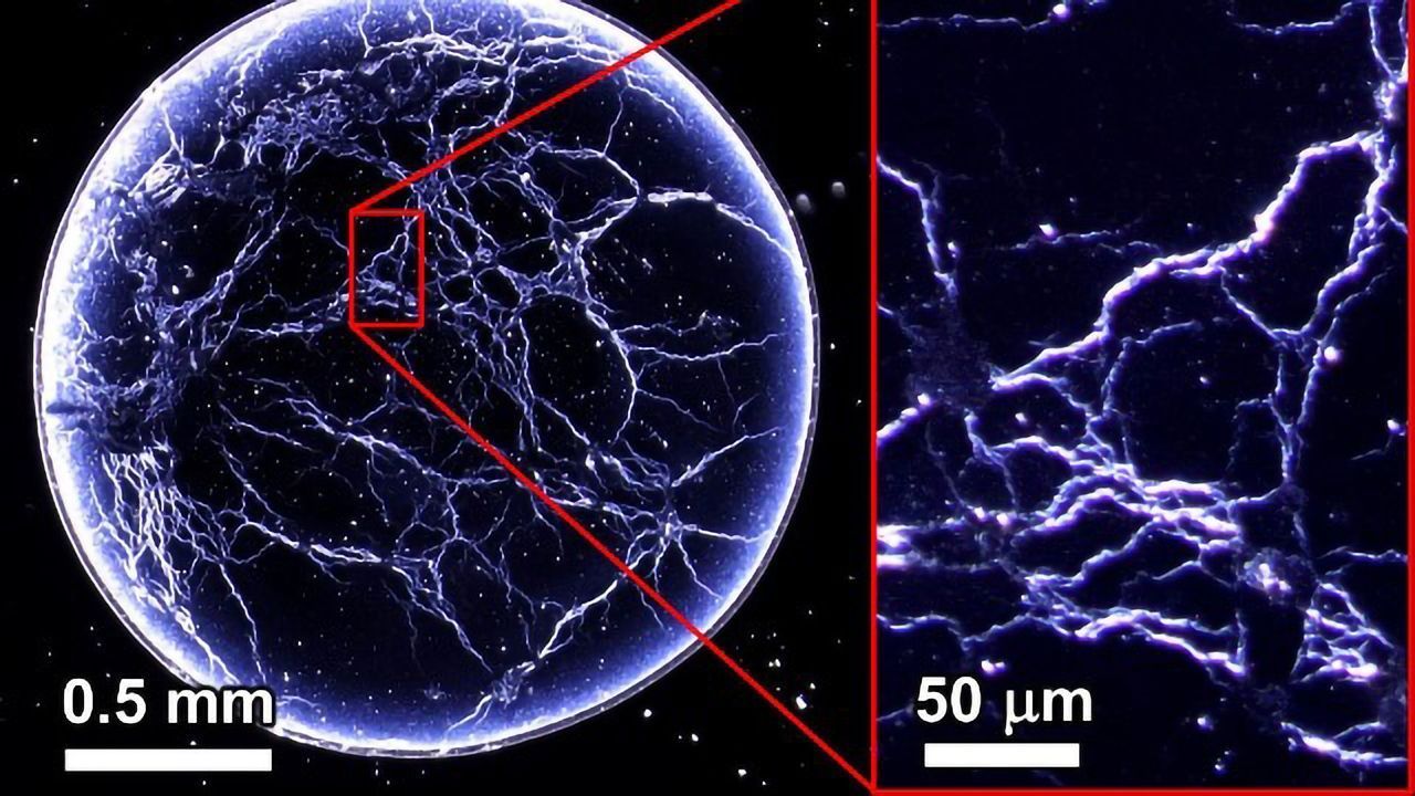 "Whiskey Webs" Could Help To Identify Counterfeits
