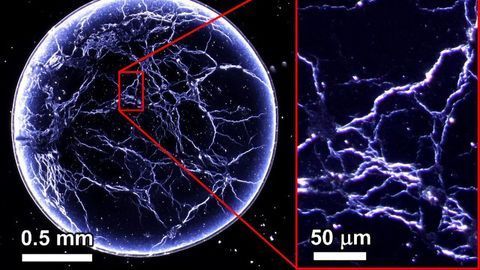 "Whiskey Webs" Could Help To Identify Counterfeits