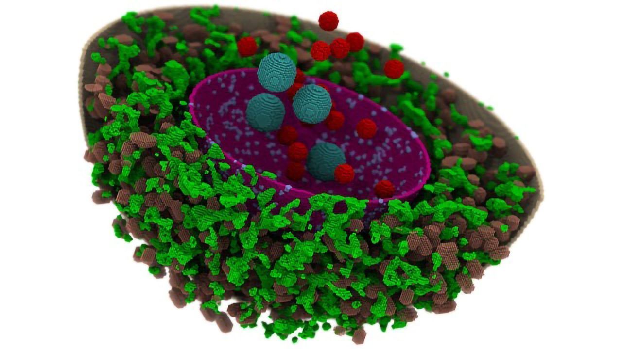 Computational Human Cell Model Lets Researchers Watch Splicing in Real Time