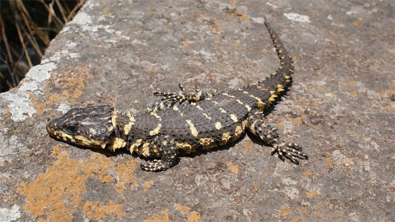 New Species in Smaug Lizard Group