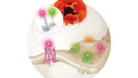 Molecular Probes for Opioid Receptors