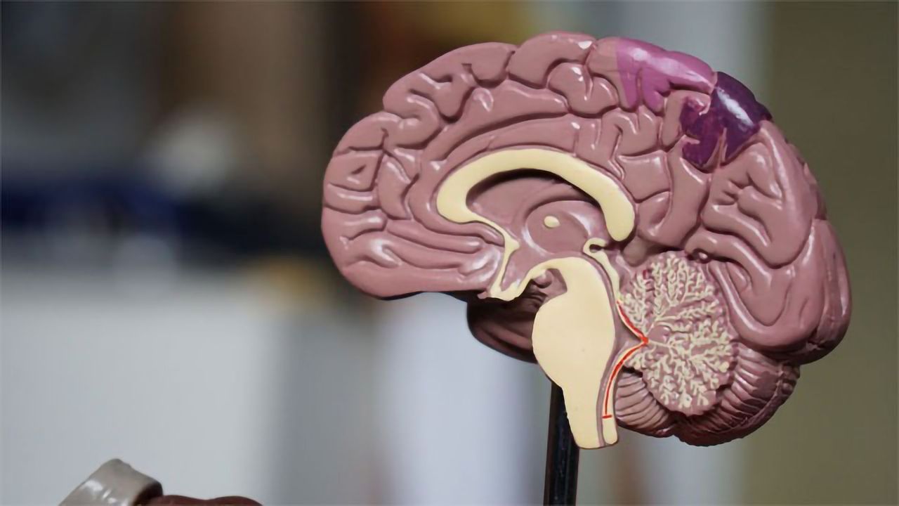 The First Genetic Map of the Cerebral Cortex