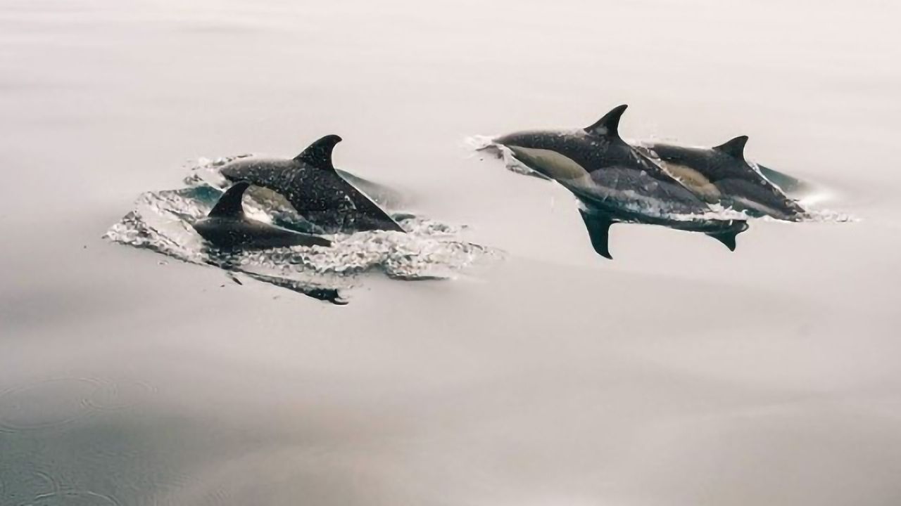 Size of Plastics Animals Can Eat Predicted