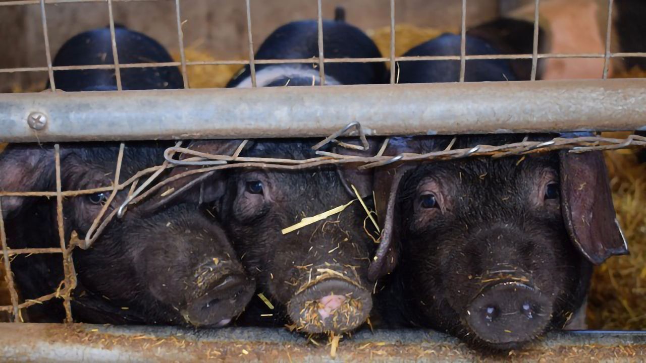 Why Copper Boosts Pig Growth