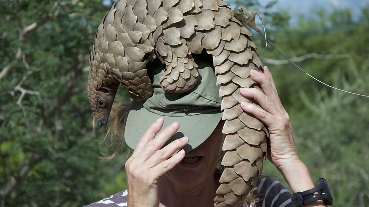 Are Pangolins the Missing Link?