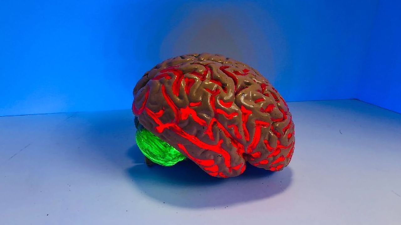 Gene Mutation Enhances Cognitive Flexibility