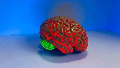 Gene Mutation Enhances Cognitive Flexibility