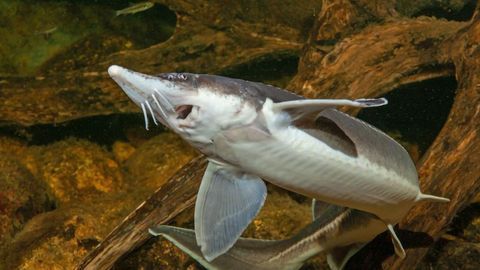 Sequencing of Sturgeon Genome Fills Important Piece of Ancestry Puzzle