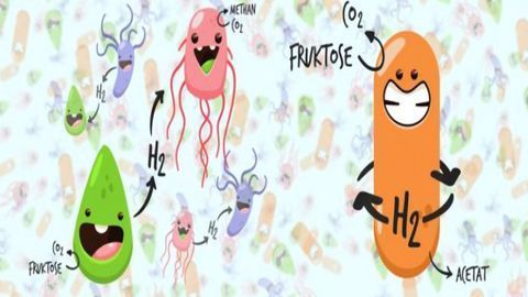 Novel Metabolism Discovered in Bacteria