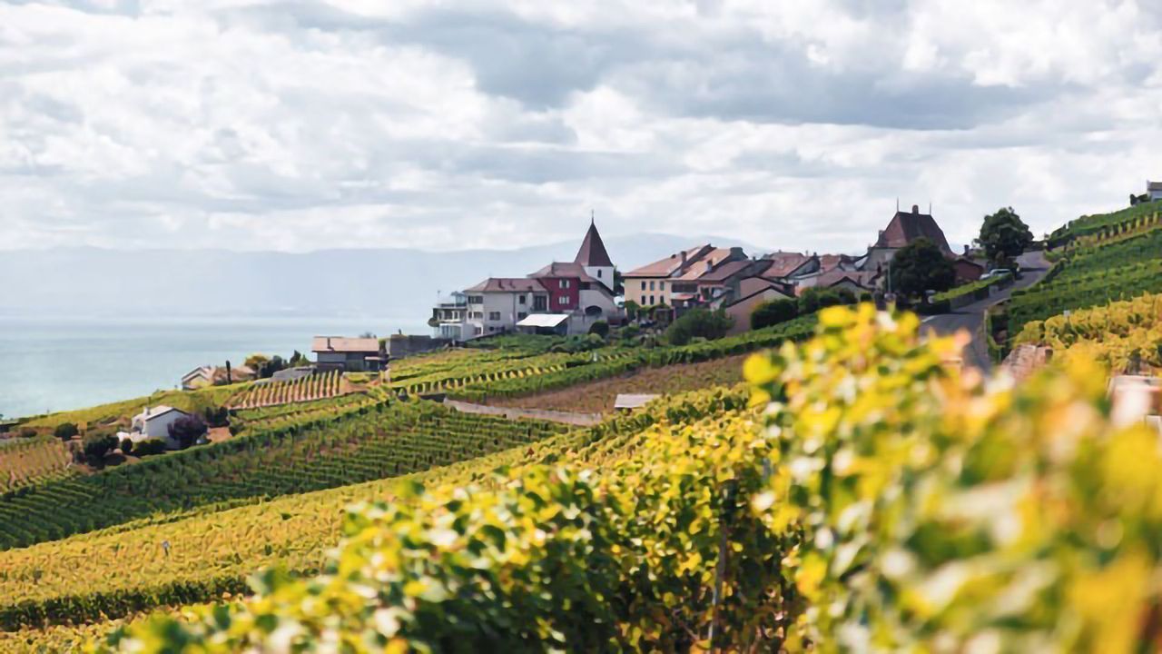 Amoéba Biocontrol Products Selected for Evaluation on European Vineyards