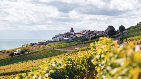 Amoéba Biocontrol Products Selected for Evaluation on European Vineyards