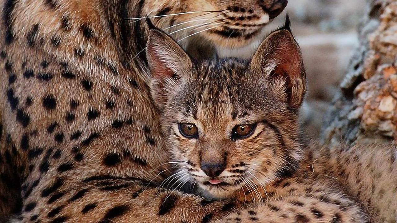 Preserved Testicular Cells Could Help To Save Endangered Feline Species