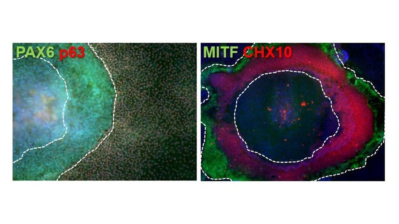 StemFit® Feeder Free Medium ES/iPS Cell Culture