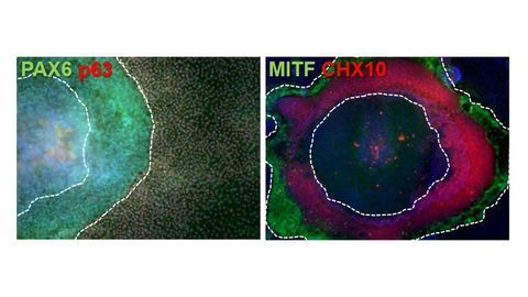 StemFit® Feeder Free Medium ES/iPS Cell Culture