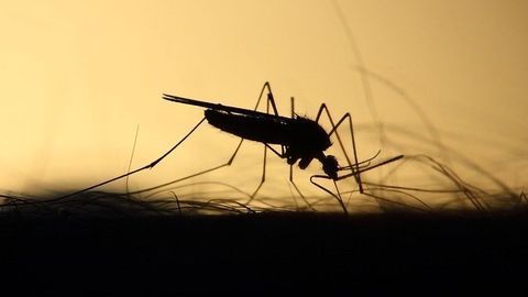 Success in Next Phase of Open Source Malaria Initiative