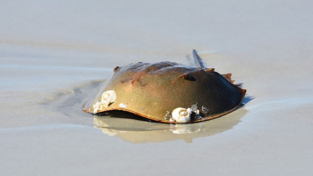 Sustainable Horseshoe Crab Aquaculture Could Benefit Human Diagnostics