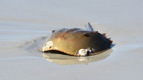 Sustainable Horseshoe Crab Aquaculture Could Benefit Human Diagnostics