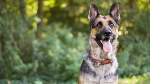 German Shepherd Genome Mapped