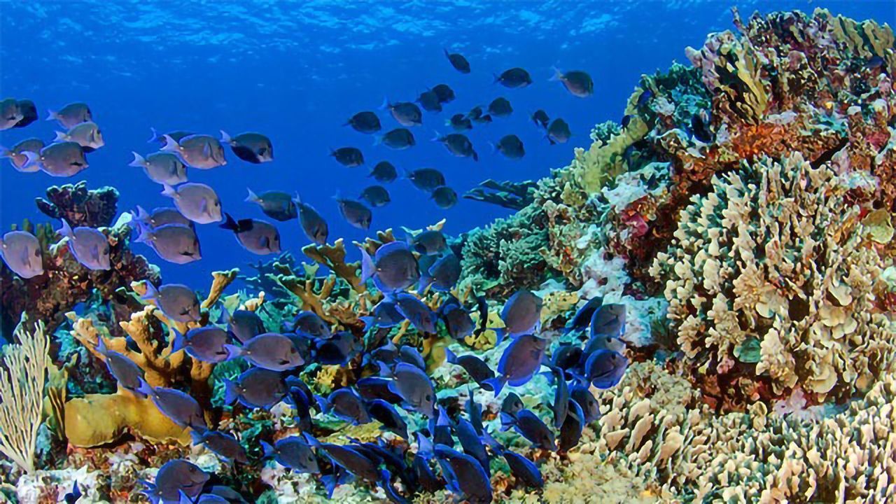 Fish Have Diverse Gut Microbiomes