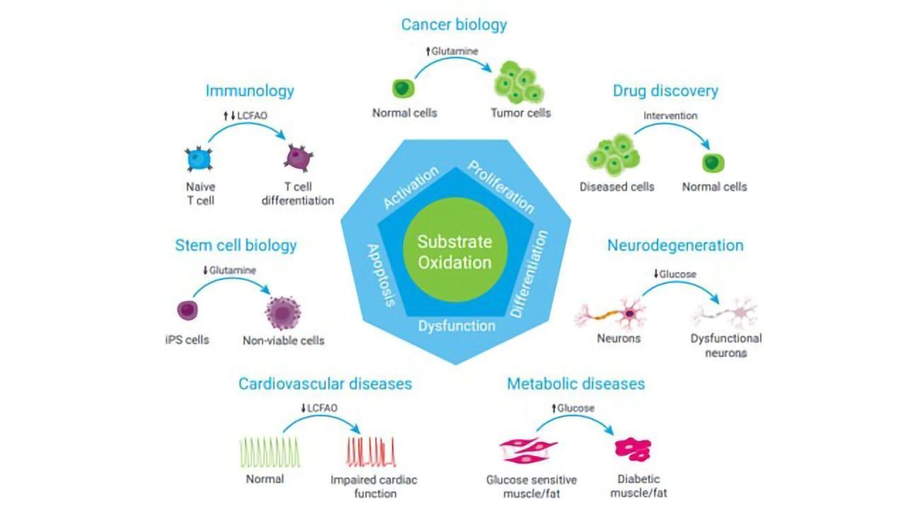 Revealing Cellular Metabolic Phenotype and Function Using the Agilent XF Substrate Oxidation Stress Tests