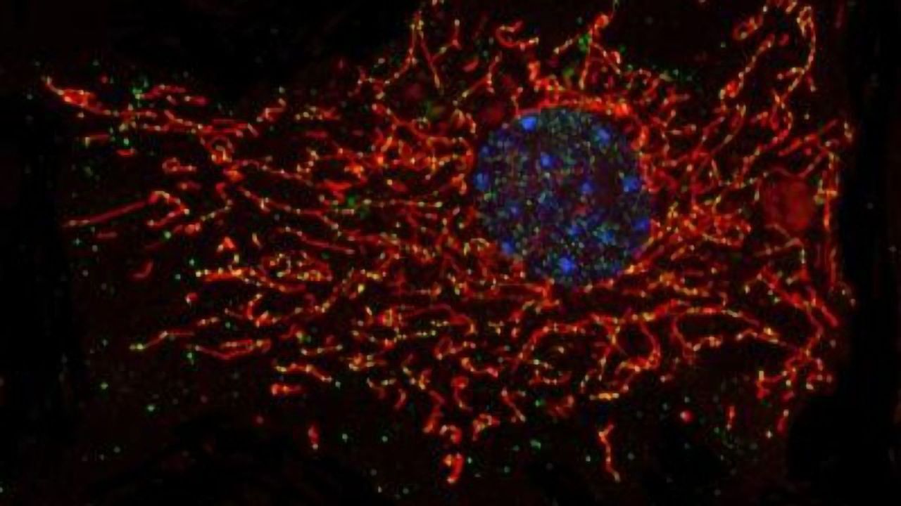 Molecular Repair Pathway for Cellular Energy Production Discovered