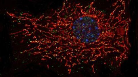 Molecular Repair Pathway for Cellular Energy Production Discovered