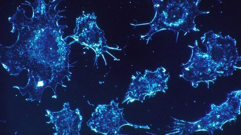 Extracellular Forces Help Epithelial Cells Stick Together