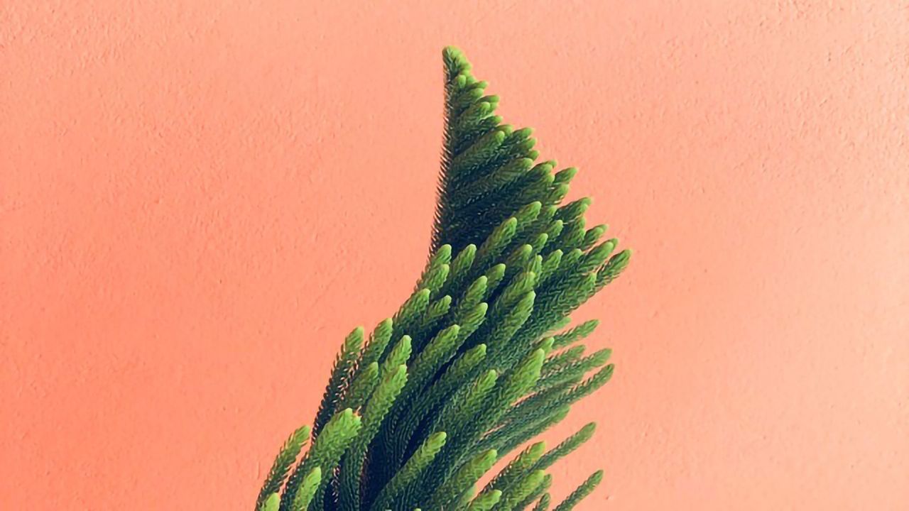 Genetic Self-activation Maintains Plant Stem Cells