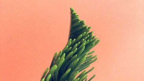 Genetic Self-activation Maintains Plant Stem Cells