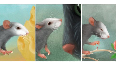 Understanding the Facial Expressions of Mice