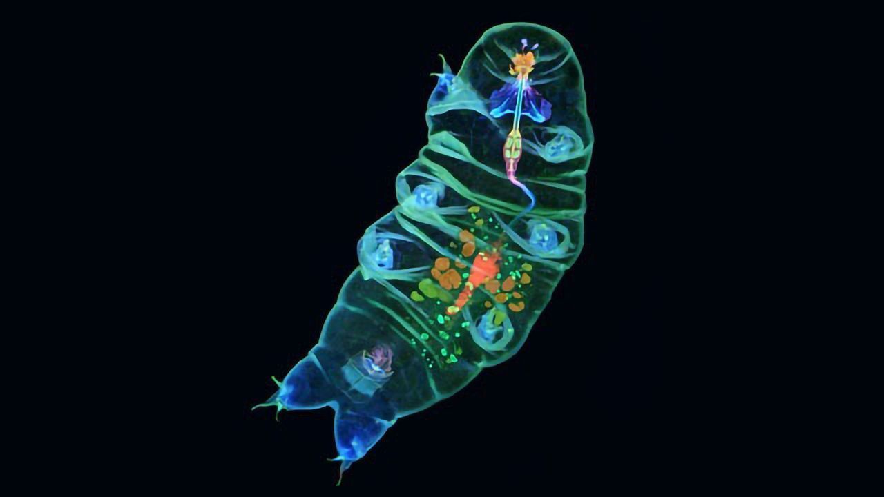 Inside the “Water Bear”
