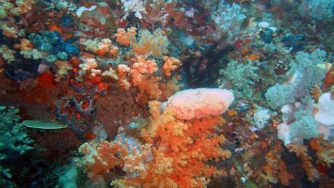Sea Sponge Molecule May Stop Cervical Cancer Cell Growth