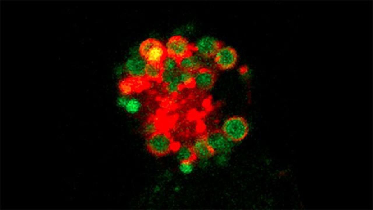 Mechanism Identified That Regulates Our Immune Gatekeepers