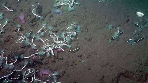 Deep Sea Symbiosis Fueled by Methane