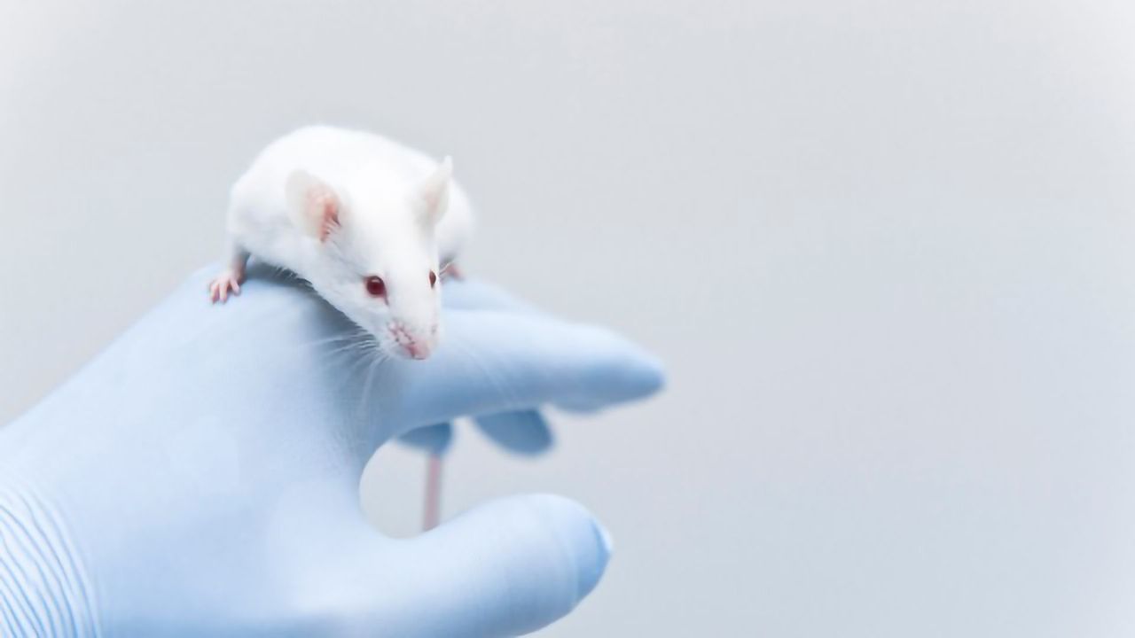 Drug-seeking Rats Ditch Opioids for Socializing After Brain Area Activation