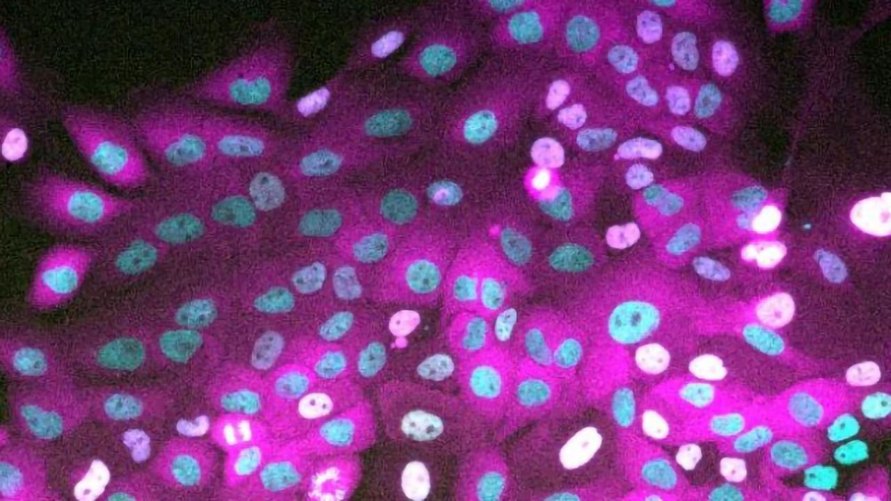 Daughter Cells Carry Memory From Mother on Decision To Divide