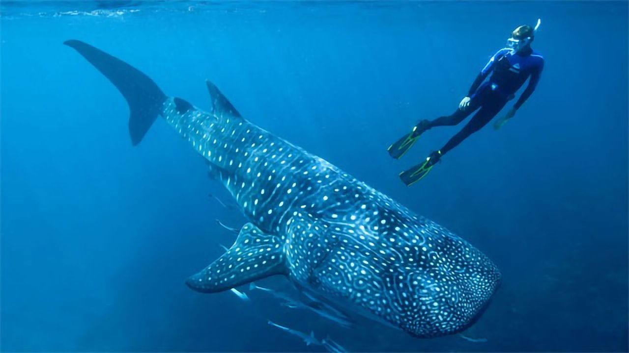 Atomic Bomb Tests Reveal Whale Shark's True Age