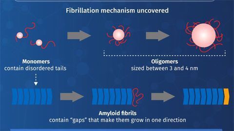 Yeast Prions Help Researchers Understand Neurodegenerative Diseases