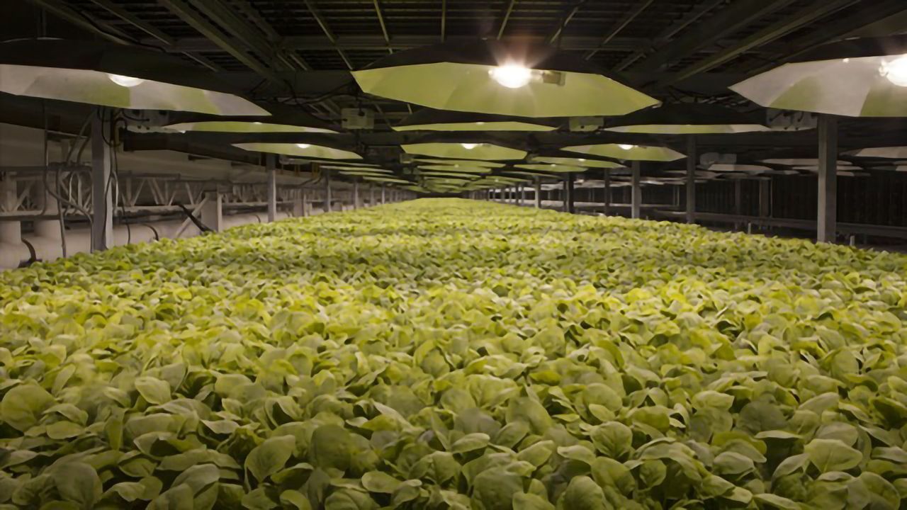 Using Fast-growing Tobacco Plants To Develop a COVID-19 Vaccine
