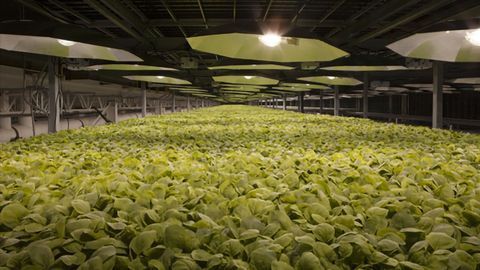 Using Fast-growing Tobacco Plants To Develop a COVID-19 Vaccine
