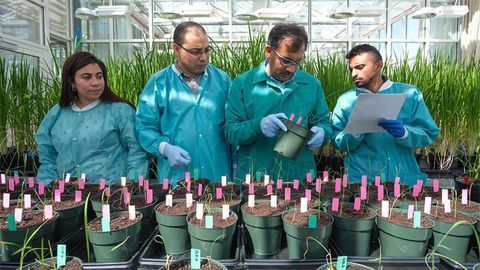 "Hijacked" Protein Facilitates Precise Genome Editing In Plants