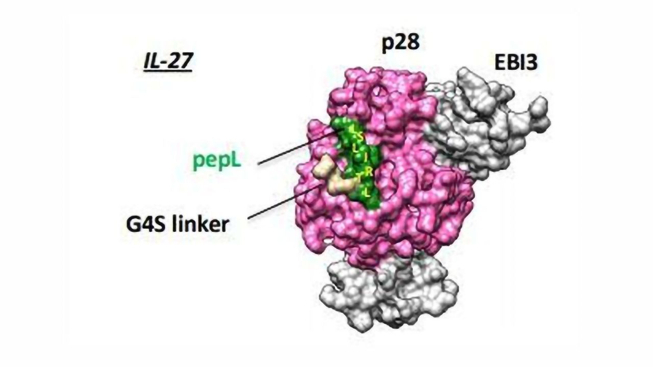 Applying Protein Power To Stop Tumor Growth