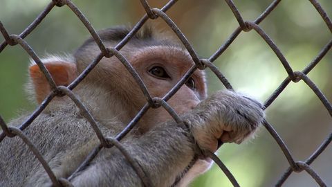 Activities That Threaten Wildlife Also Risk Virus Spillover Into Humans