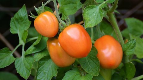 Tomato Industry Takes Lessons From Their Wild Cousins