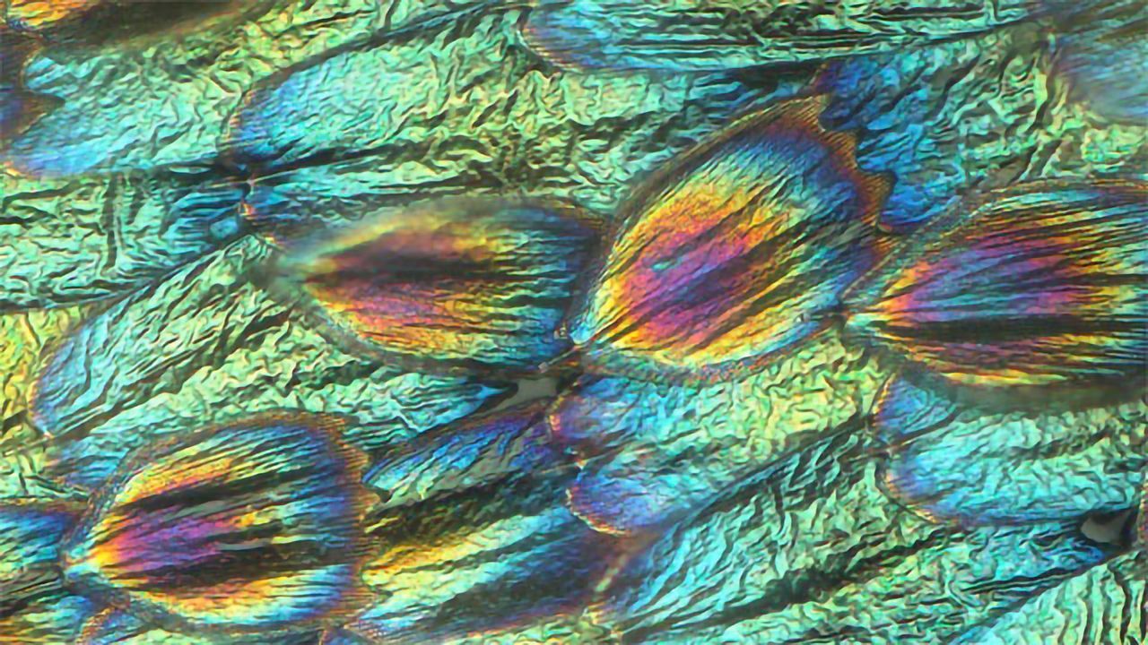 How Butterfly Wing Color Is Created and Evolves